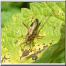 Nabis limbatus - Sichelwanze 01.jpg